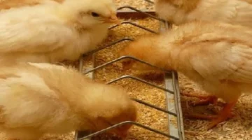 تحديث يومي.. تباين أسعار الكتاكيت في بورصة الدواجن 9-1-2026